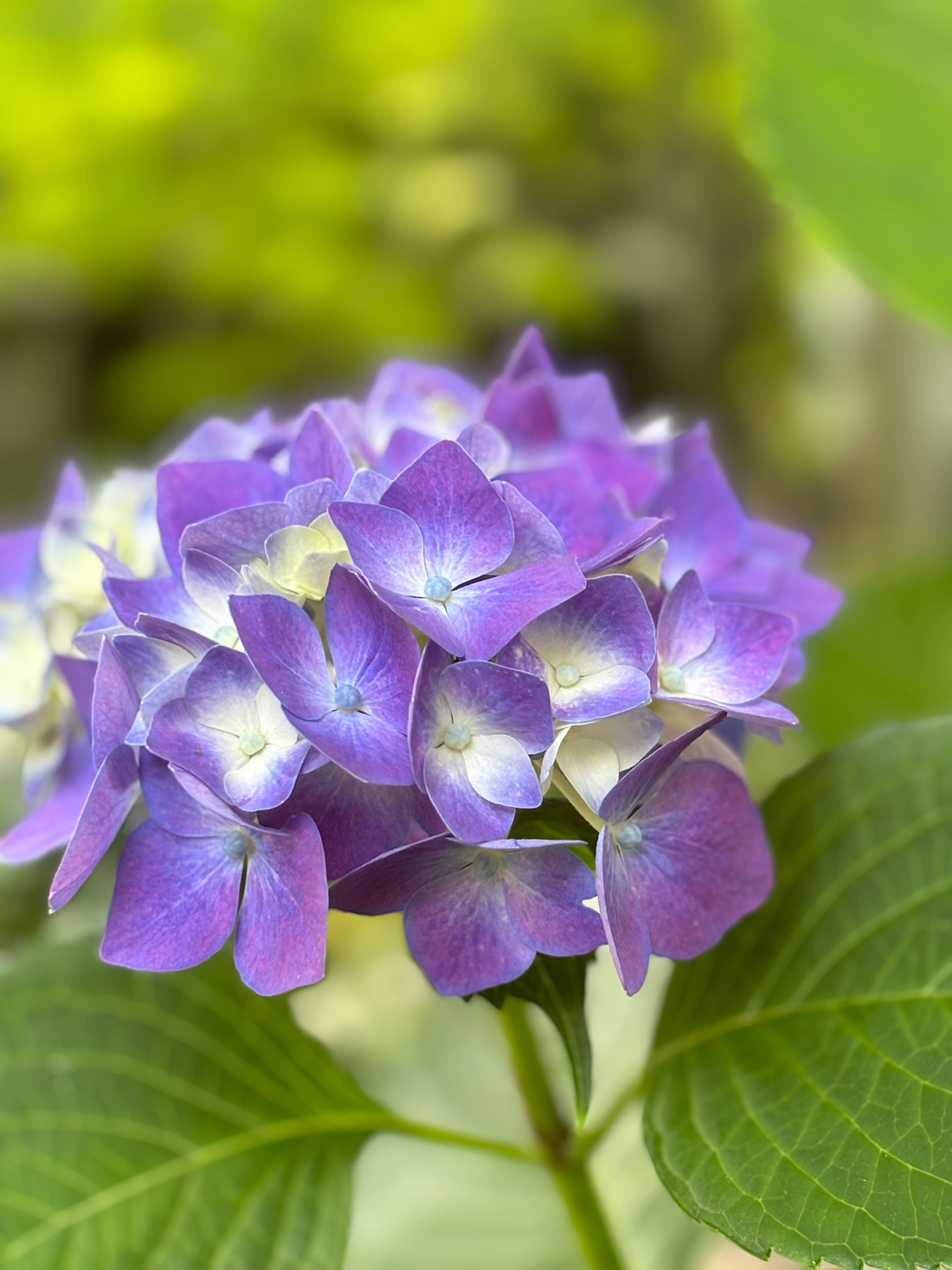 西陣だより　６月（１）　アジサイ