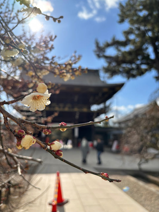 西陣だより　2024年1月24日