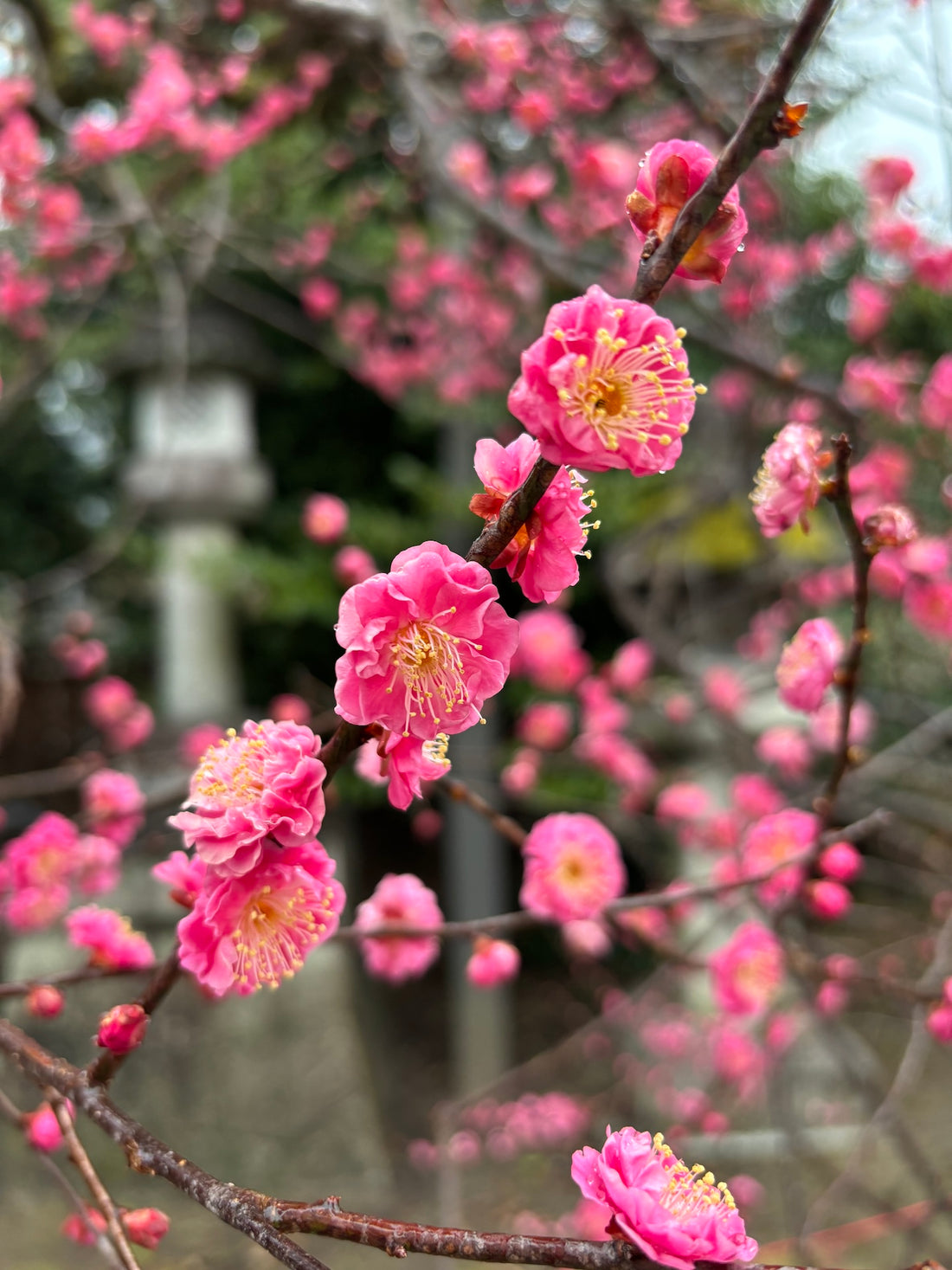 西陣だより　2月　梅が咲き始めました。