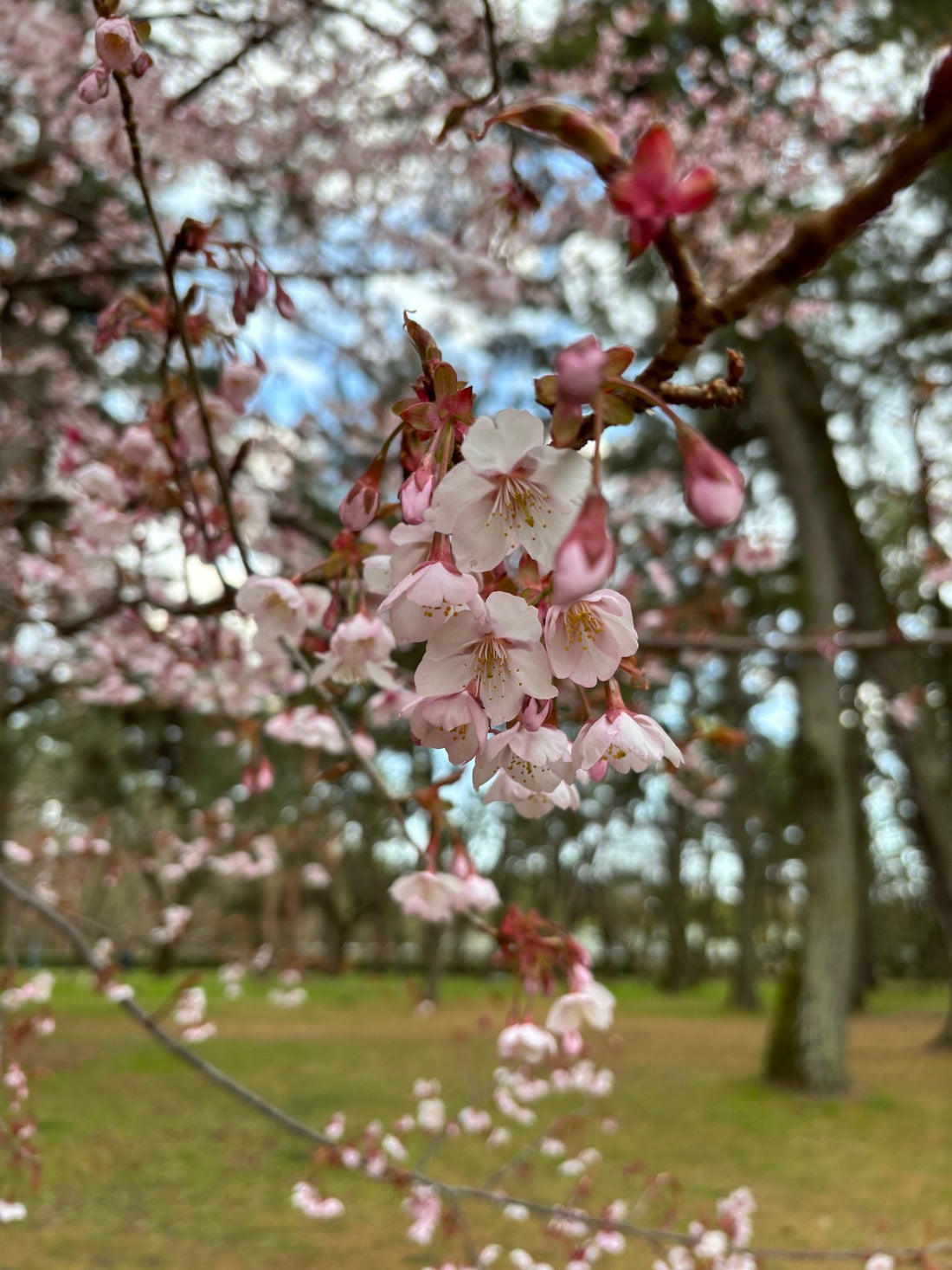 西陣だより　3月（２）御所の桜