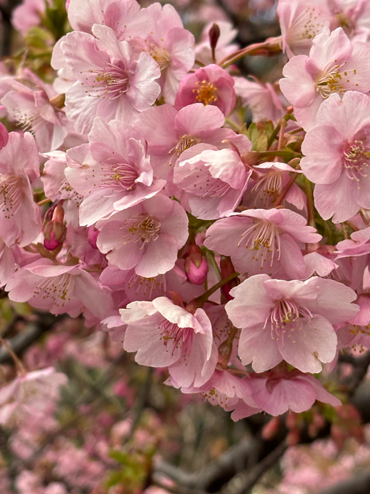 西陣便り　3月（１）河津桜