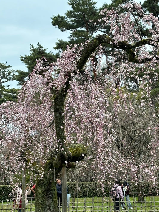 西陣便り　3月（3）