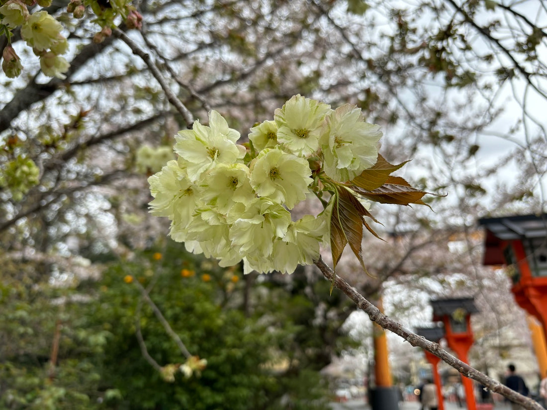 西陣だより　4月（２）　鬱金桜